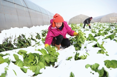 雨雪冰凍不誤收菜