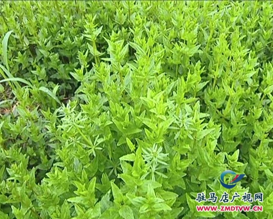 西平縣惠農(nóng)源種植專業(yè)合作社揭牌