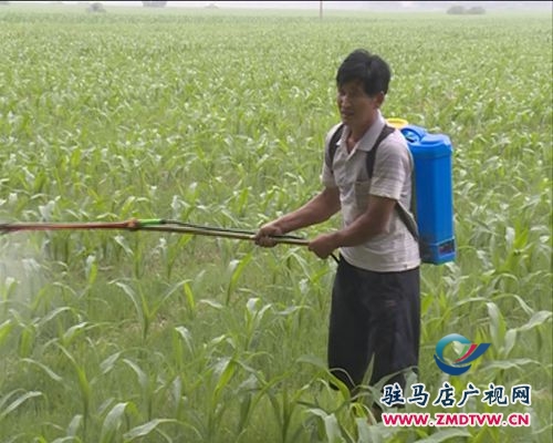 汝南縣多管齊下　切實加強(qiáng)夏種作物管理