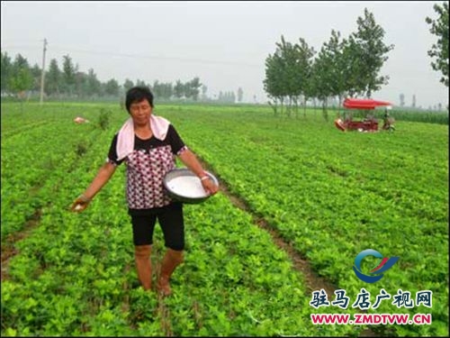 正陽(yáng)：好雨知時(shí)節(jié) 秋田潤(rùn)甘霖