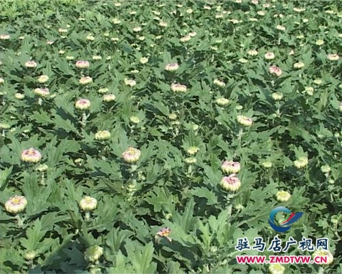 小小花棚成為汝南縣園藝場(chǎng)花農(nóng)的“聚寶盆”