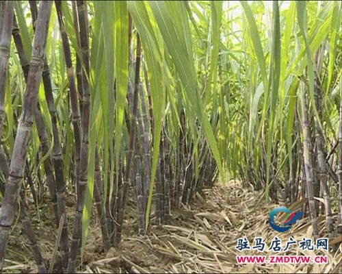 本地甘蔗早上市 銷售遇“冷”