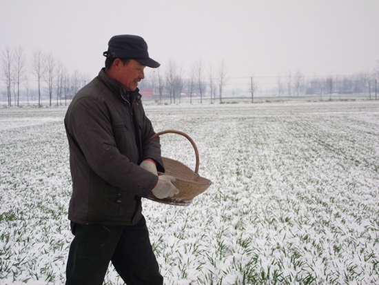 正陽農(nóng)民雪后追肥忙