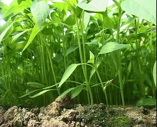 上蔡縣菜農(nóng)蔬菜大棚育苗致富忙