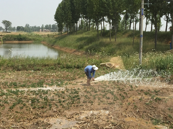 我市各地農民積極抗旱保秋苗