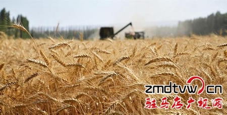 今年全市夏糧總產(chǎn)量達(dá)418.99萬噸