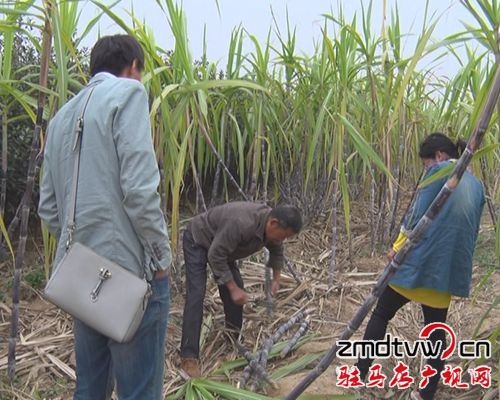  汝南縣：“甜蜜”經(jīng)濟(jì)勢頭強(qiáng)  農(nóng)民增收干勁足