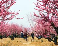 這個春天邀你正陽來賞花