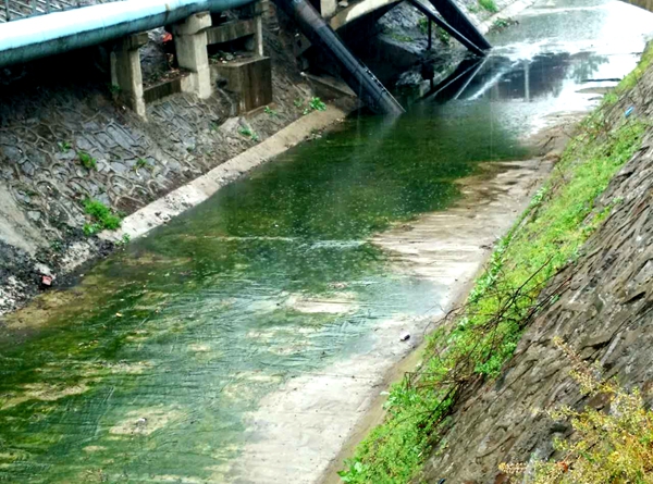 給點雨水，綠意就能在河道里四處蔓延.jpg