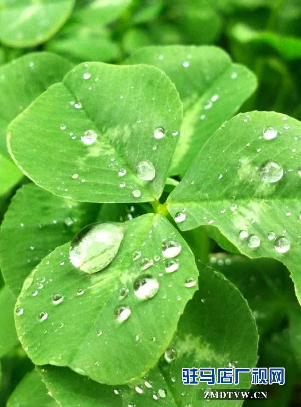 水滴晶瑩，雨潤天中.jpg