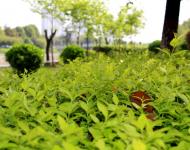 一場持續(xù)降雨后呈現(xiàn)在每個(gè)市民眼中的都是綠意和花的世界。