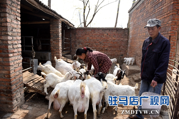 劉小麗夫妻倆除了在親友的幫助下力能所及地種好田地，2013年還發(fā)展起了養(yǎng)羊。目前已經(jīng)發(fā)展了40多只。.jpg