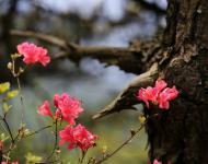 杜鵑花又名映山紅，被譽(yù)為“花中西施”