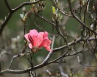 杜鵑花又名映山紅，被譽(yù)為“花中西施”