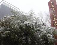 路邊的樹木，不一會(huì)就堆滿了雪花。這個(gè)冬天的雪景，哪能少了它們的點(diǎn)綴？