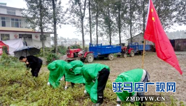 圖為9月27日，正陽(yáng)縣郵政分公司黨員志愿者正在冒雨幫助汪莊村的貧困戶拔花生 (1)_副本.jpg