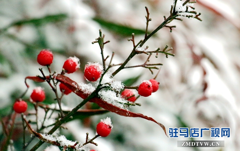 雪后的黃淮學院小景