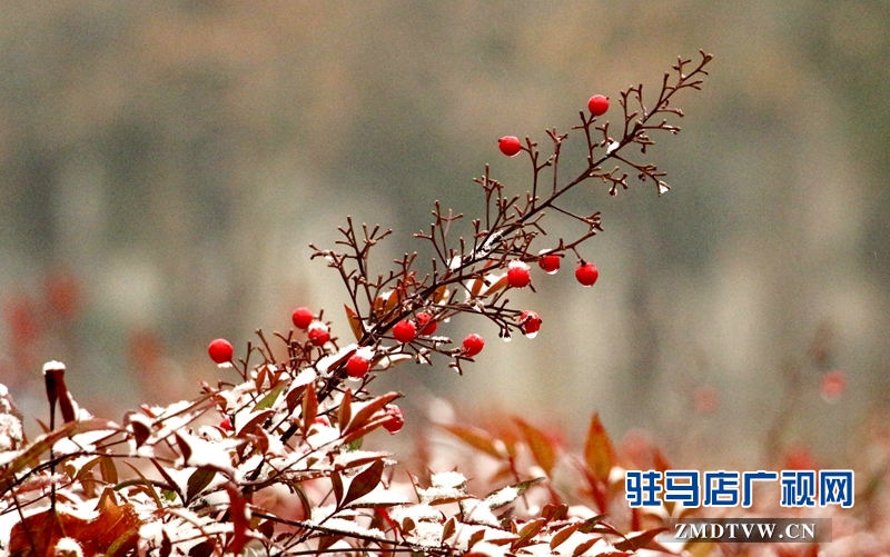 雪后的黃淮學院小景