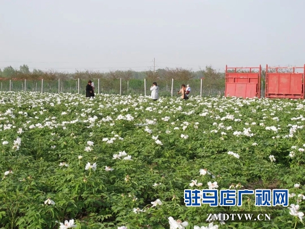 01“最美基層干部”巧念“致富經(jīng)”，帶出一個省級生態(tài)文明示范村 .jpg