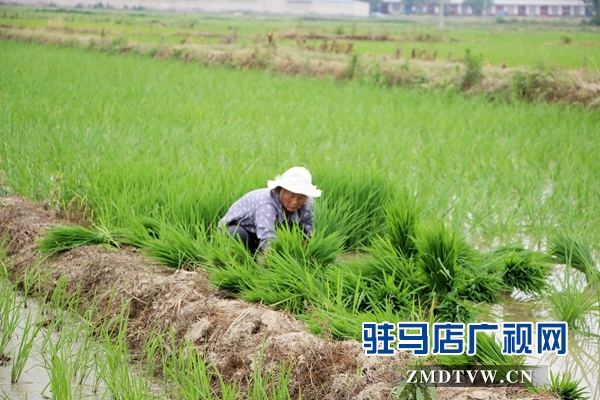 正陽縣推廣水稻機械化插秧