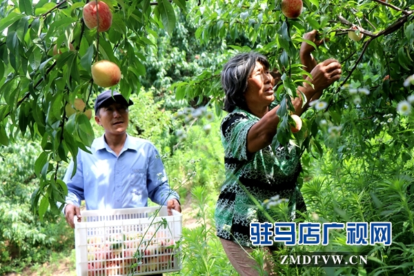 胡廟萬畝桃園桃子大豐收卻遇滯銷難題