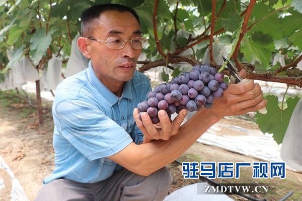 駐馬店禾綠葡萄采摘園開園 葡萄嘗鮮正當時