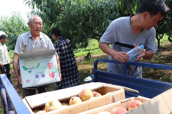 媒體助力 多部門(mén)聯(lián)動(dòng) 胡廟萬(wàn)畝桃子滯銷(xiāo)問(wèn)題得以解決