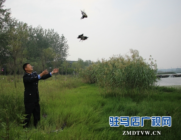 500余只野生鳥(niǎo)類(lèi)在正陽(yáng)縣清水灣得以重歸自然