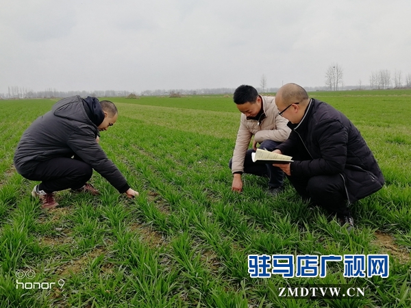  正陽：開展大田調查 指導農民做好春管