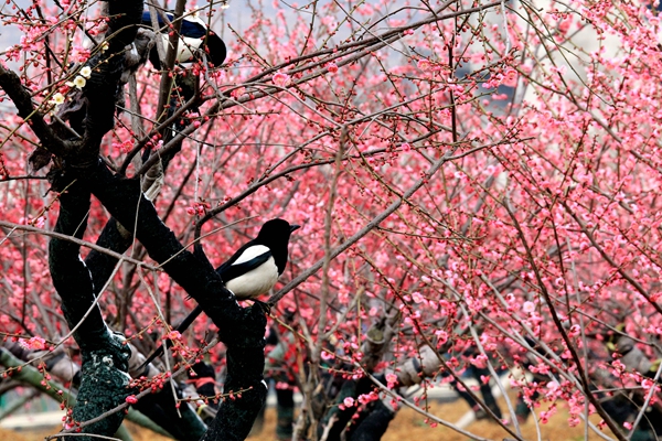 3月中旬 梅花牽手郁金香與你相約嵖岈山溫泉小鎮(zhèn)