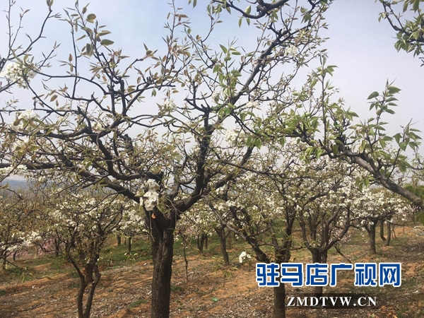 泌陽(yáng)縣大小果園彌漫花香梨花桃花競(jìng)相開放