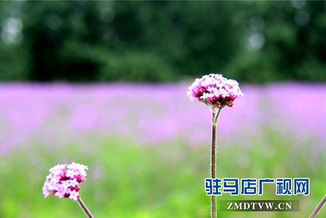 七彩百合與紫海香草在嵖岈山溫泉小鎮(zhèn)甜蜜邂逅