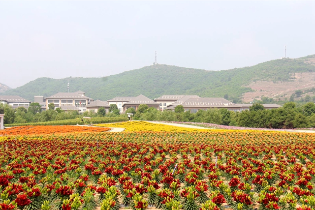 七彩百合與紫海香草在嵖岈山溫泉小鎮(zhèn)甜蜜邂逅