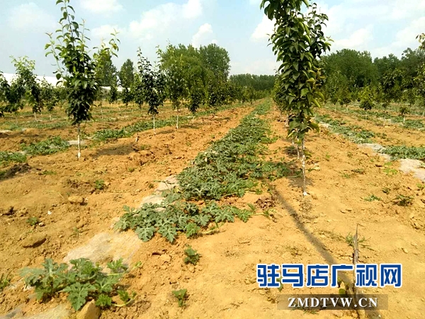 霍國啟：生態(tài)農(nóng)場里的“嘮叨”漢子 