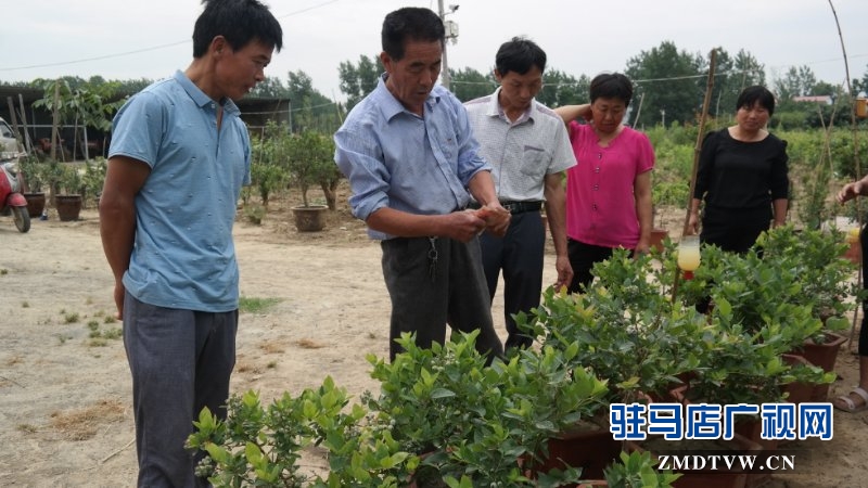  上蔡、汝南農(nóng)民找駐馬店市農(nóng)民高級技師魏世秀“拜師學藝”學盆景果樹栽培新技術(shù)