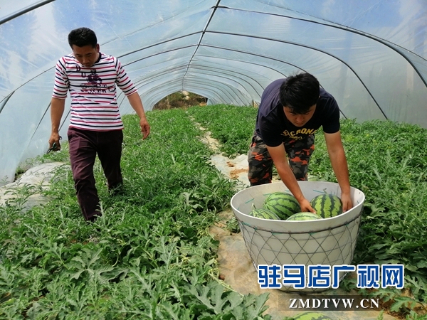 確山瓦崗富硒西瓜提前上市