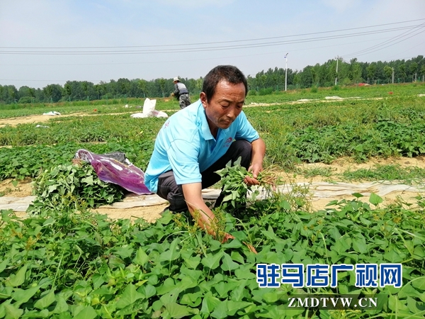 確山縣農(nóng)業(yè)示范基地讓貧困戶在家門口掙錢