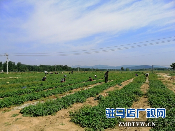 確山縣農(nóng)業(yè)示范基地讓貧困戶在家門口掙錢