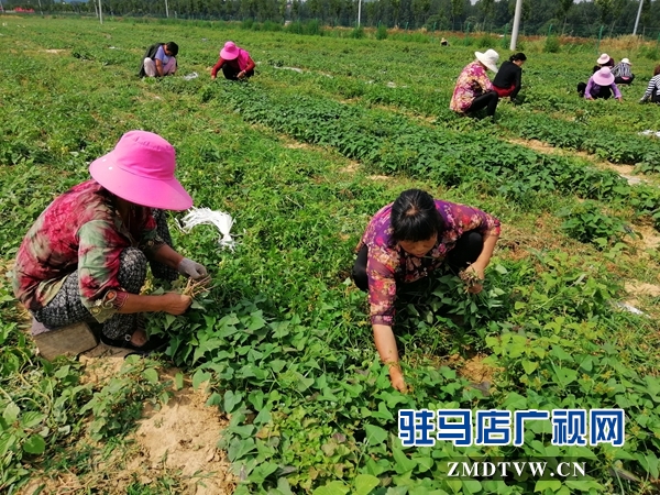 確山縣農(nóng)業(yè)示范基地讓貧困戶在家門口掙錢