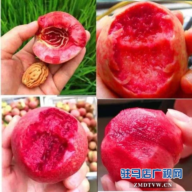 產(chǎn)業(yè)扶貧 英桃助陣