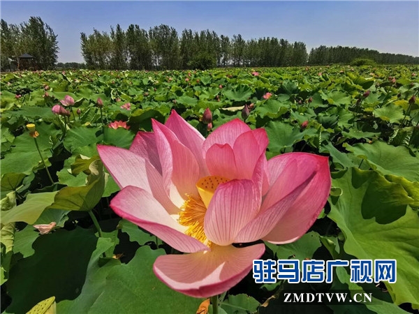 平輿縣藍(lán)天芝麻小鎮(zhèn)天天水上樂園華美綻放，千畝荷塘荷花也妖艷開放