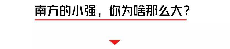 螂有N種死法，真正靠譜的是這2種 