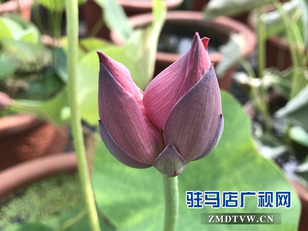 汝南縣“沉睡千年”的古蓮開(kāi)了花