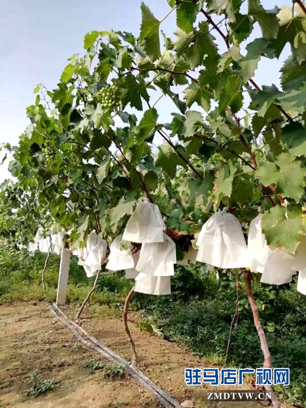 來吧！看“白芝麻”坐標(biāo) 摘富太葡萄 