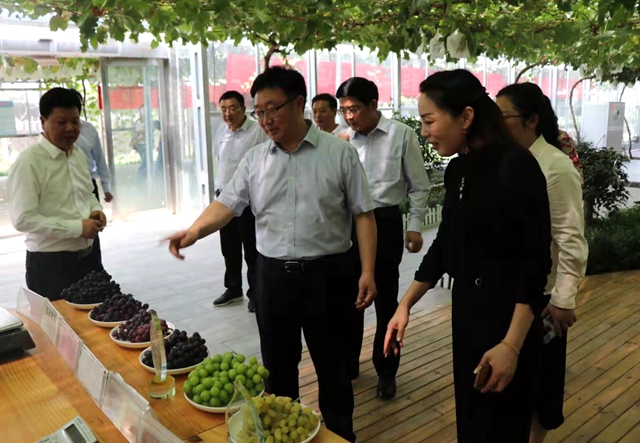 SOD葡萄示范基地落戶駐馬店 產(chǎn)業(yè)技術(shù)助力脫貧攻堅