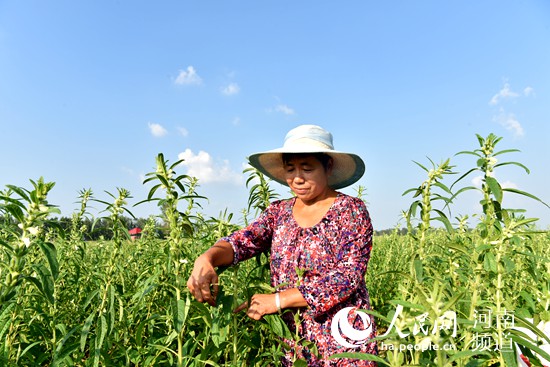 河南平輿憑啥是“中國(guó)白芝麻第一縣”？