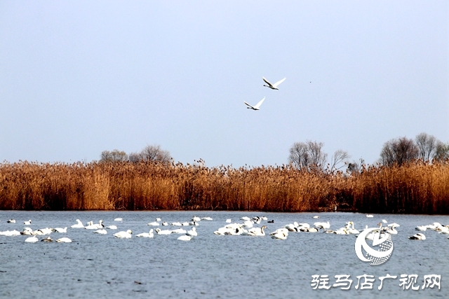 美呆啦！數(shù)千只天鵝到宿鴨湖過(guò)冬