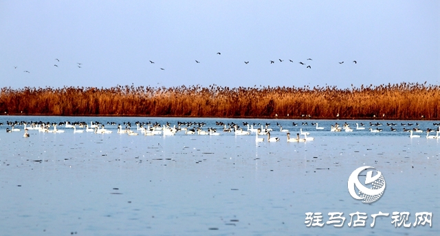 美呆啦！數(shù)千只天鵝到宿鴨湖過(guò)冬