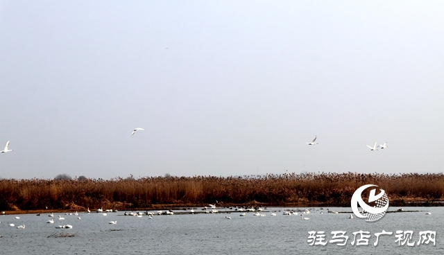 美呆啦！數(shù)千只天鵝到宿鴨湖過(guò)冬