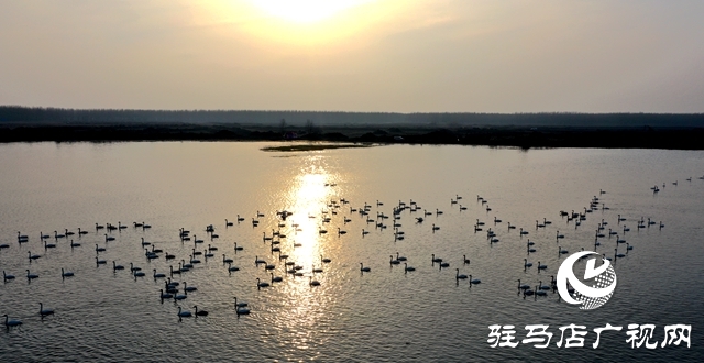 美呆啦！數(shù)千只天鵝到宿鴨湖過(guò)冬